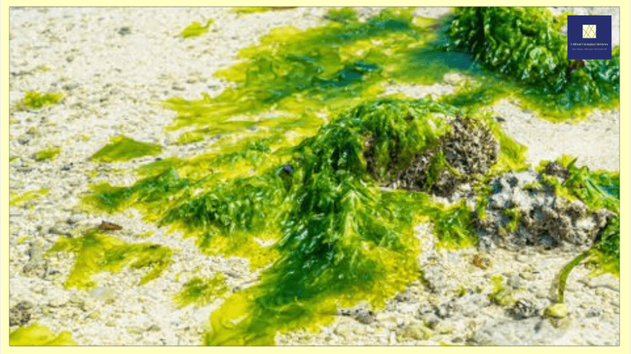 Is sea moss good for erectile dysfunction