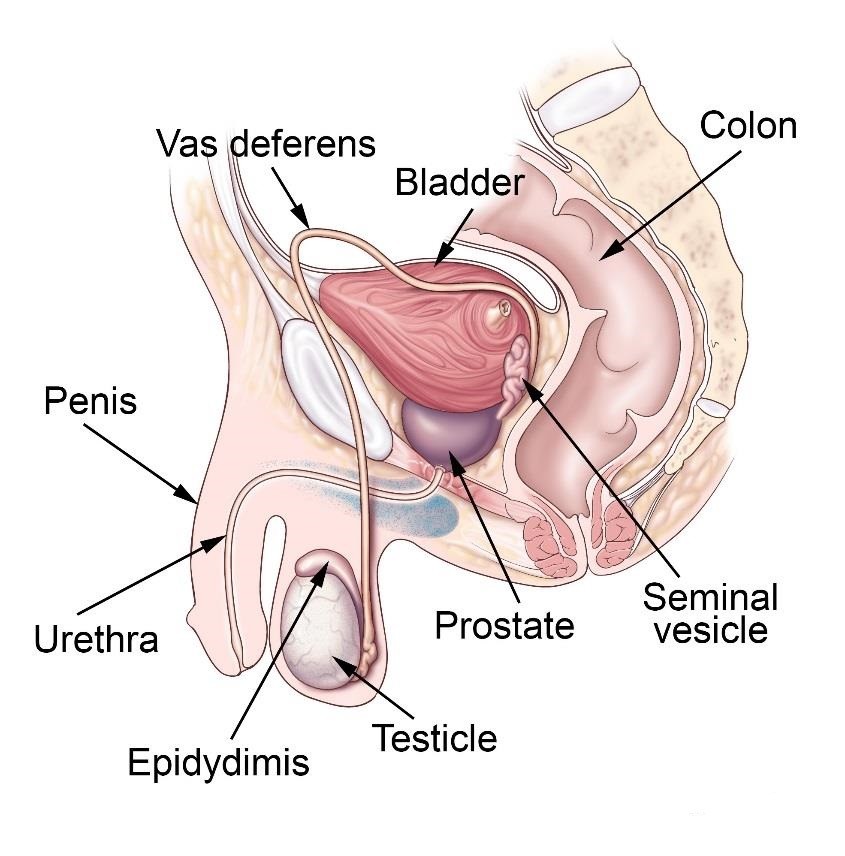 Illustration of male pelvic area with focus on prostate anatomy