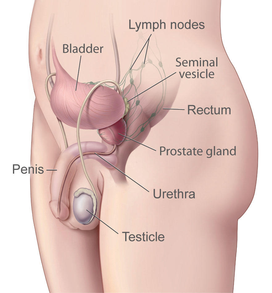 prostate-illustration-enlarge
